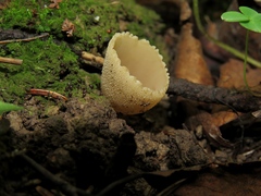 Tarzetta cupularis