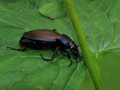 Carabus regalis