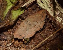 Maxera zygia