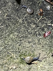 Oxychilus draparnaudi