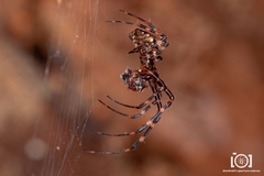 Azilia affinis