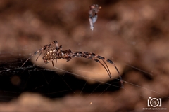Azilia affinis