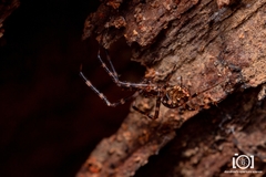 Azilia affinis