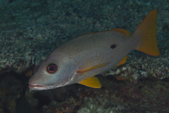 Lutjanus monostigma