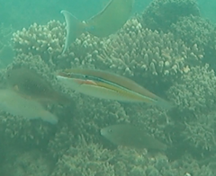 Stethojulis strigiventer