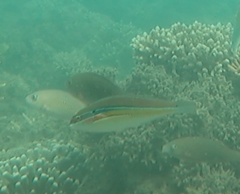 Stethojulis strigiventer