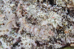 Synchiropus morrisoni