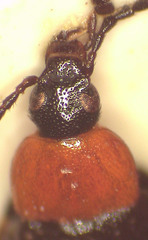 Atoichus bicolor