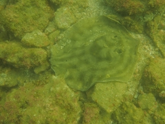 Urobatis concentricus