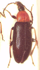 Pemanoa tasmanica