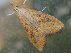 Udea ferrugalis