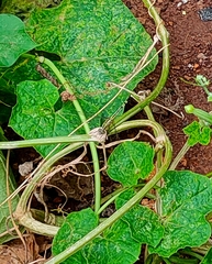 Diplacodes trivialis