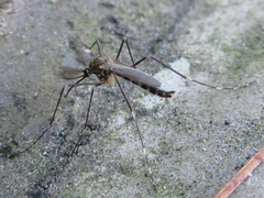 Hulecoeteomyia