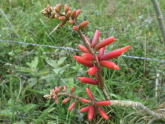 Erythrina edulis
