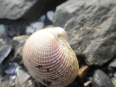 Austrovenus stutchburyi
