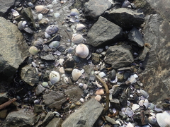 Austrovenus stutchburyi