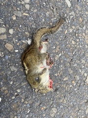 Tamiops maritimus formosanus