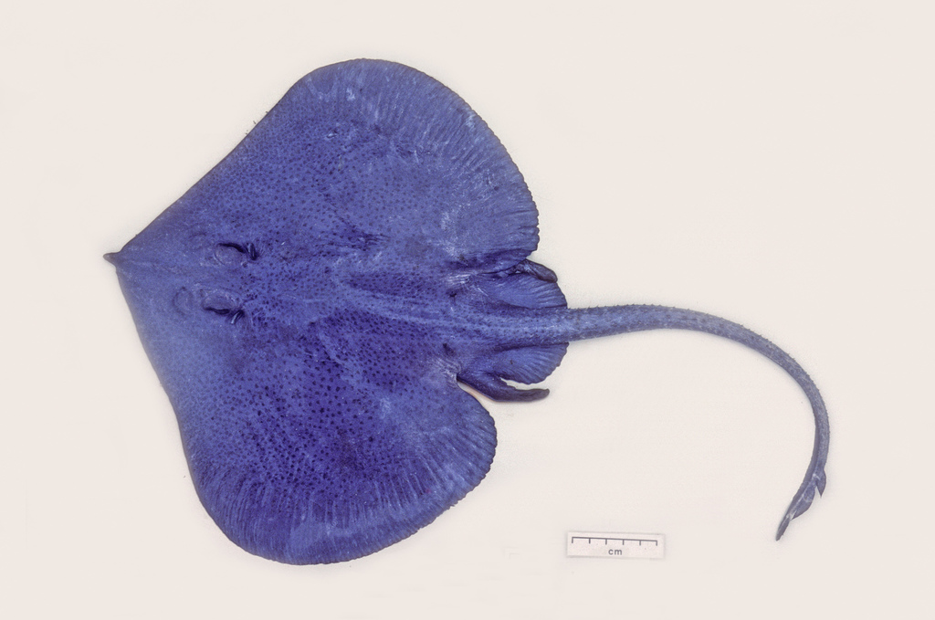 Blue Skate