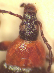 Pemanoa tasmanica