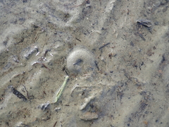 Animalia