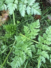 Daucus carota sativus
