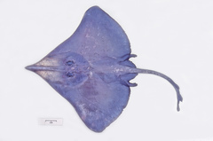 Dipturus acrobelus