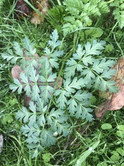 Daucus carota sativus