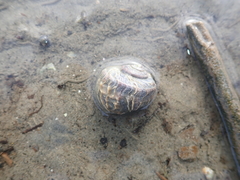 Amphibola crenata