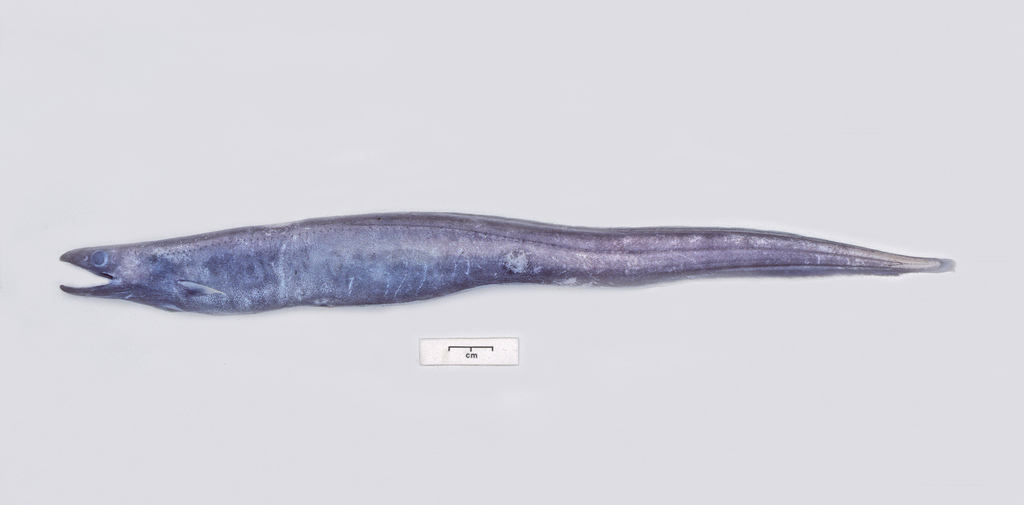 Grey Cutthroat Eel