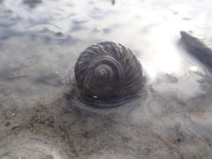 Amphibola crenata