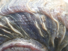 Amphibola crenata