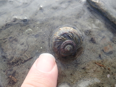 Amphibola crenata