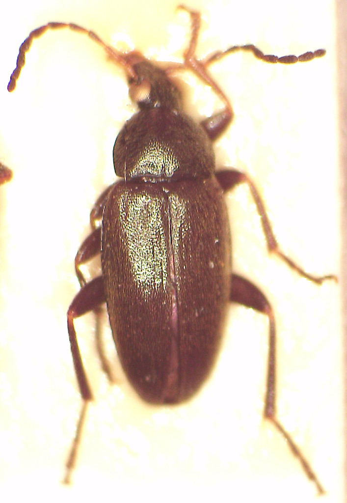 Neocistela