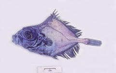 Oreosoma atlanticum