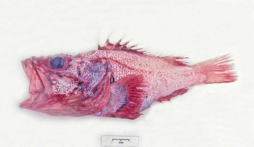 Cape Rockfish