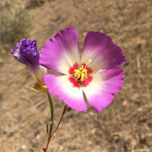 Clarkia gracilis ssp. albicaulis