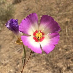 Clarkia gracilis albicaulis