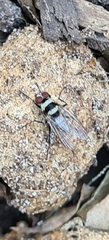 Anthomyia medialis