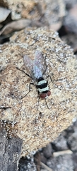 Anthomyia medialis