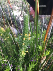 Struthiola tomentosa