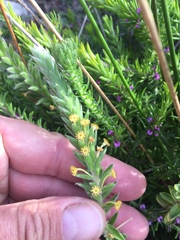 Struthiola tomentosa