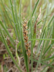 Plantago varia