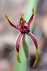 Caladenia arrecta