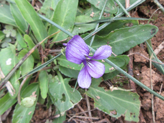 Viola mandshurica