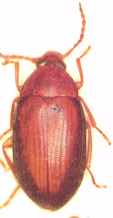 Nocar australicus