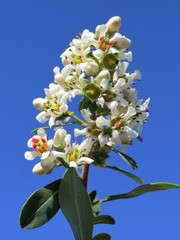 Escallonia resinosa