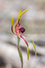 Caladenia arrecta