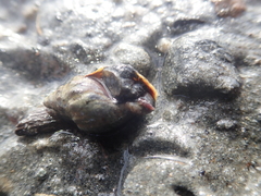 Cominella glandiformis