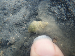 Cominella glandiformis