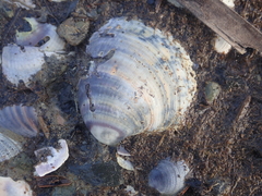 Austrovenus stutchburyi